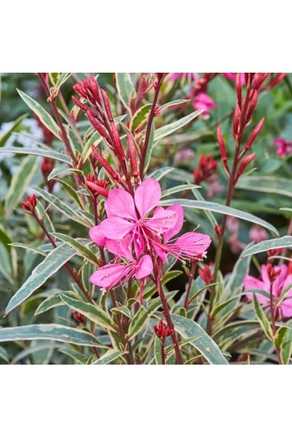 Гаура `Variegata Rose` – рожеві квіти та строкате листя